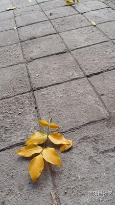 薄霧清晨，落葉知秋