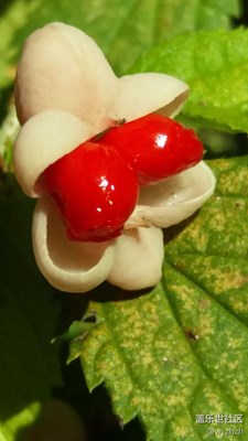 秋實(shí)_猜拍攝方法。