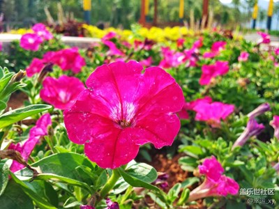 可愛(ài)的小紅花