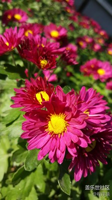 這又是什么花？