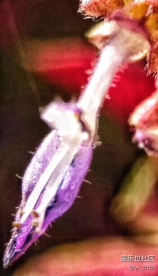 野花的世界一樣精彩！