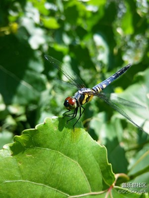 早有蜻蜓立上頭