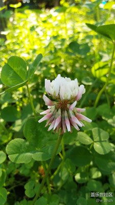 它們最愛秋天的陽(yáng)光。