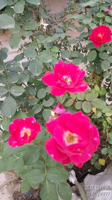 【帶著手機(jī)去撒歡兒】在家就好