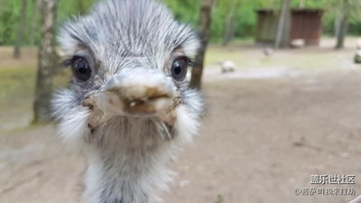 用S7e帶你看世界，萌萌噠的小動(dòng)物們