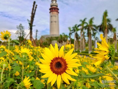 【帶著手機(jī)去撒歡兒】+尋找開(kāi)滿向日葵的國(guó)慶節(jié)