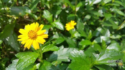 【別樣國慶】+汕頭+路邊的野花你……