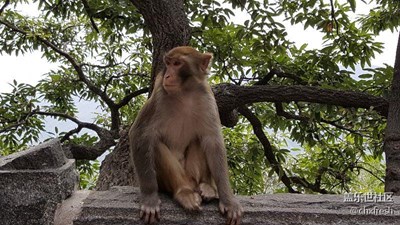 猴子??