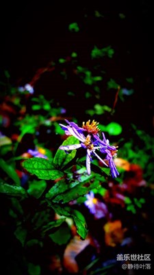 【帶著手機(jī)去撒歡兒】游記之野花