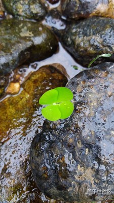 隨手拍之四葉草~