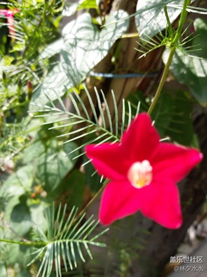 【別樣國慶】+北京+花