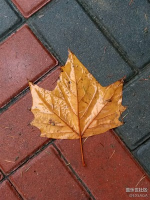 別樣國慶+山西運城+一葉知秋