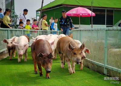 二師兄的妖嬈跳水表演