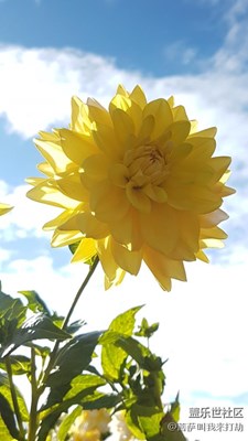 用S7e帶你看世界，隨手拍的大麗菊??