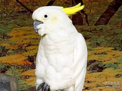 【別樣的國(guó)慶】+廈門(mén)+鼓浪嶼琴園看鸚鵡