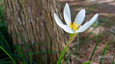 【帶上手機(jī)去撒歡兒】+明媚秋影