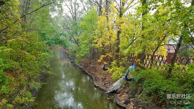 【別樣國慶】盤錦，雨中游太平河濕地