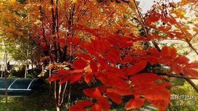 秋天的景色就是讓拍照消費(fèi)的。