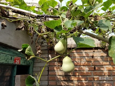 隨手拍的葫蘆，哈哈哈