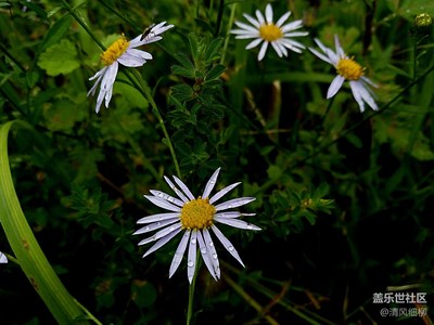 C5的最后習(xí)作------山野之菊的倔強