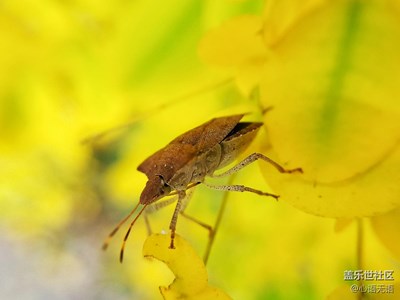 【S7】植物園的那些蟲蟲們