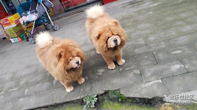 街上的松獅雙胞胎