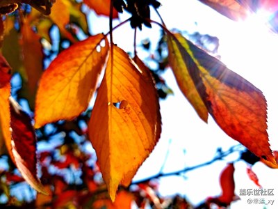 【攝影】秋日的色彩
