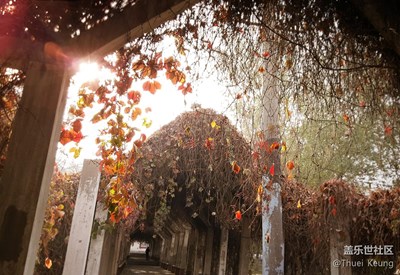 【已開(kāi)獎(jiǎng)】【拍吧攝影周賽第十六期】一葉知秋