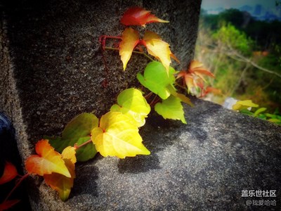 【一葉知秋】+廈門+尋找那遲來的秋色