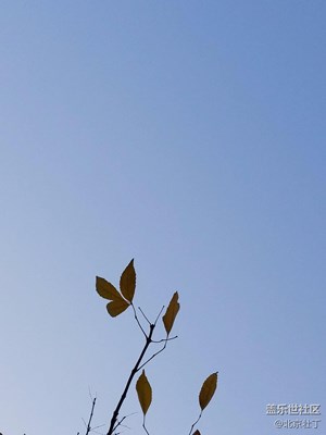 【一葉知秋】+北京+深秋的枯葉