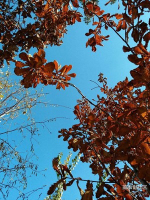 深秋的歌聲是蔚藍(lán)領(lǐng)唱的。