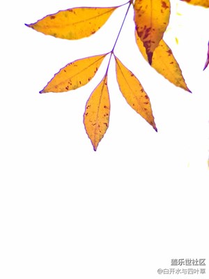 【一葉知秋】+北京+站臺邊的樹葉