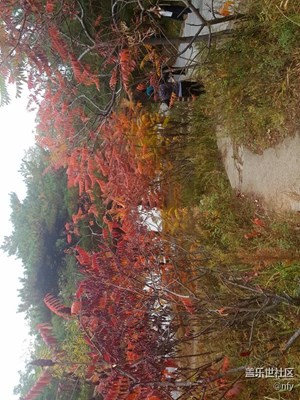 【一葉之秋】+哈爾濱+本溪紅葉