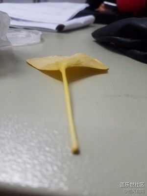 【一葉知秋】+沈陽+銀杏葉