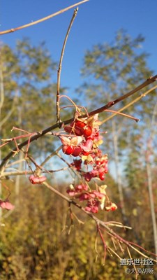 一葉知秋，伊寧，深秋小景