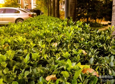 在矮樹上的落葉