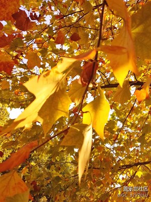 逆光下的秋葉！