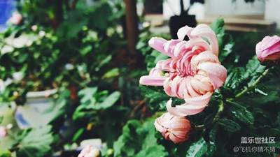 采菊東籬下 悠然見南山