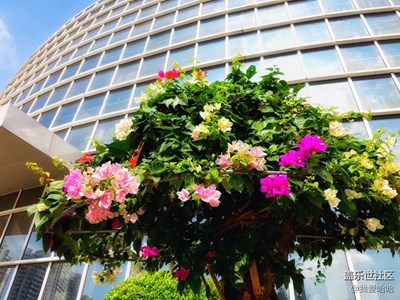 含芯紅三葉，臨風(fēng)絕一城。--三角梅