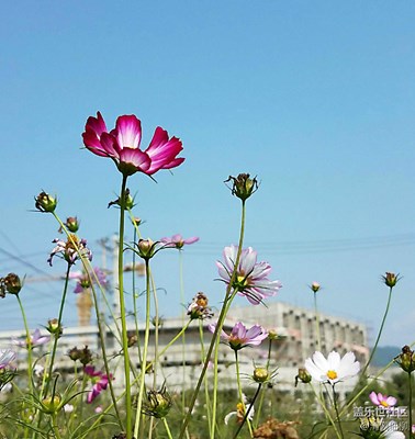 沐浴秋風(fēng)尋花去