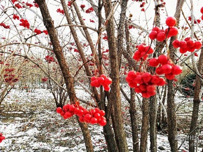紅妝素裹，分外妖嬈。