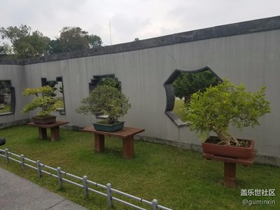 盆景展四