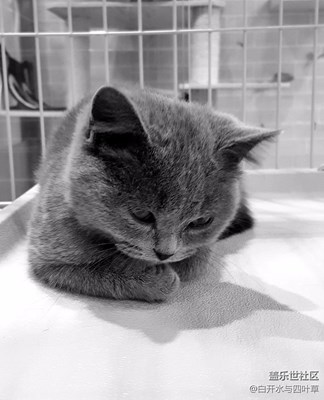 【黑白影像】+北京+倔強的貓