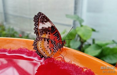 深秋，去探訪那些會飛的“花兒”