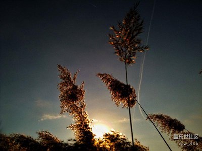 寒風(fēng)中的蘆葦之神韻