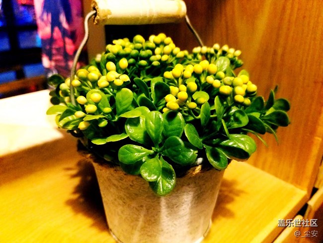 【攝影】日常隨拍，藝術(shù)之花