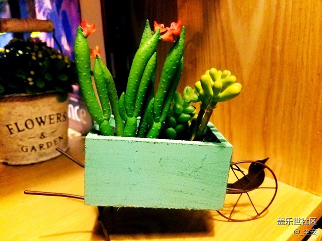 【攝影】日常隨拍，藝術(shù)之花