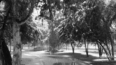 黑白影像,伊寧,忽如一夜春風(fēng)來，千樹萬樹梨花開