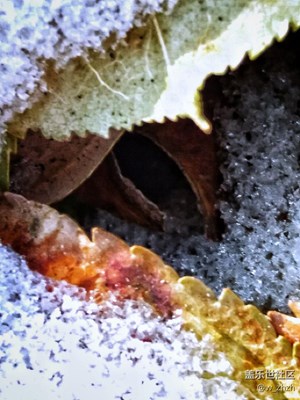 初冬大地之午餐“愛的結(jié)晶”。????