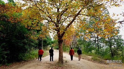 鳳起梧桐舞秋風(fēng)